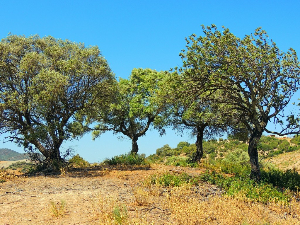 Foto de Algar (Cádiz), España