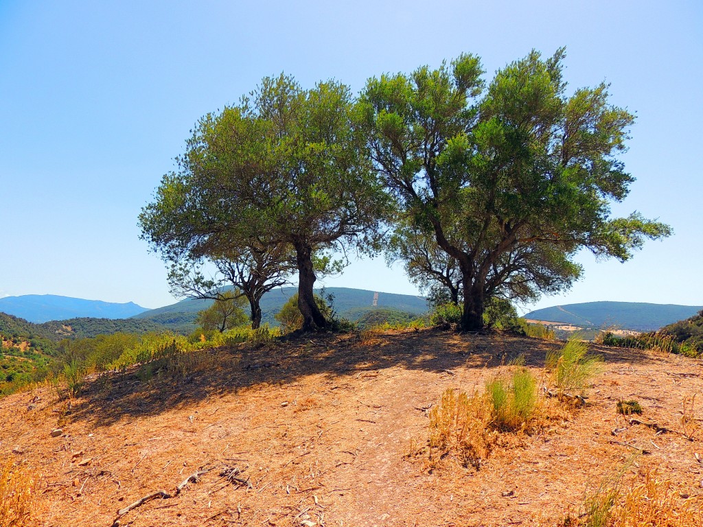 Foto de Algar (Cádiz), España