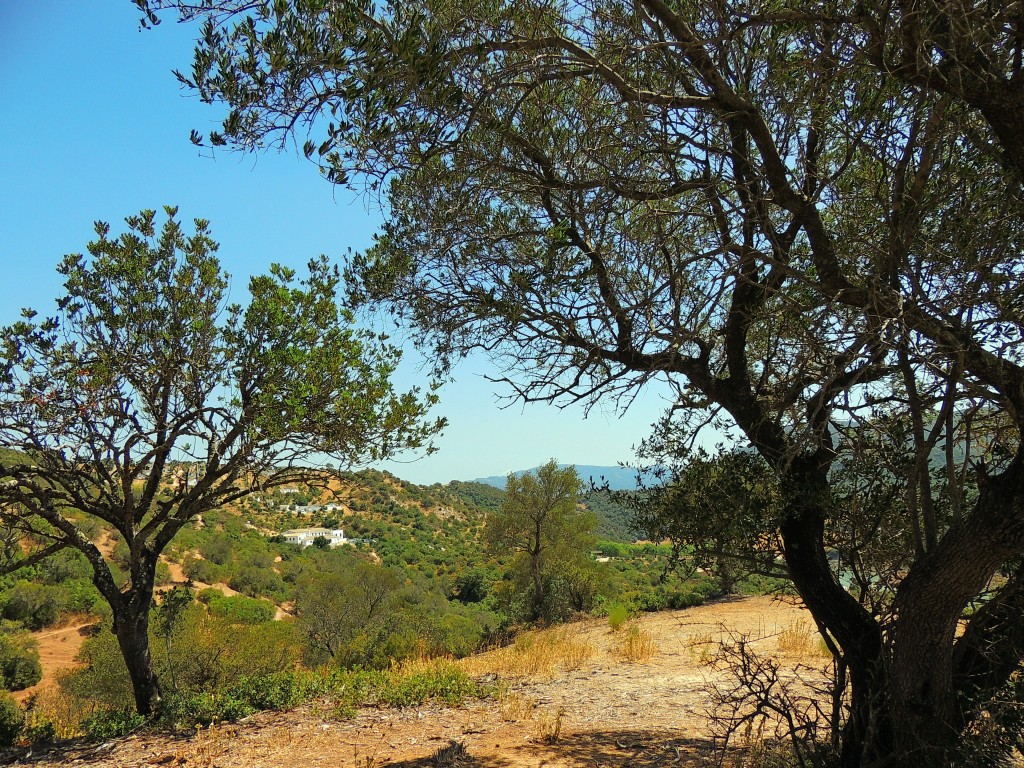 Foto de Algar (Cádiz), España