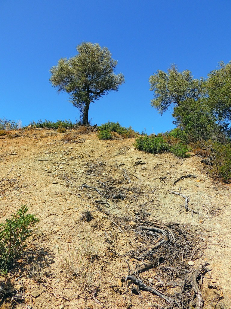 Foto de Algar (Cádiz), España