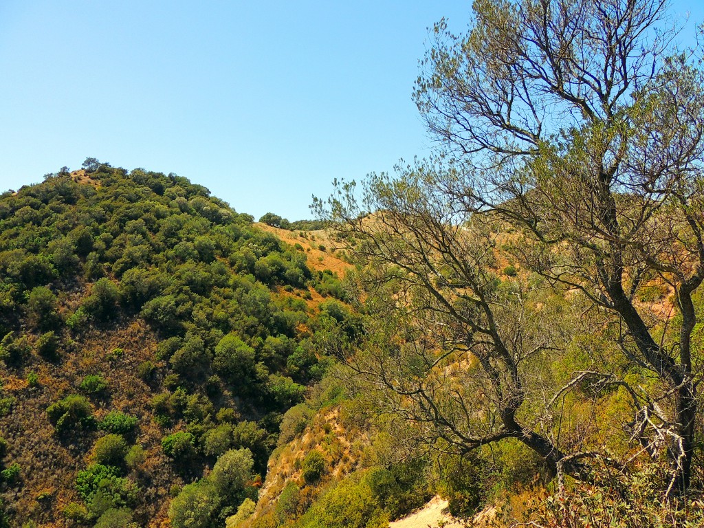 Foto de Algar (Cádiz), España