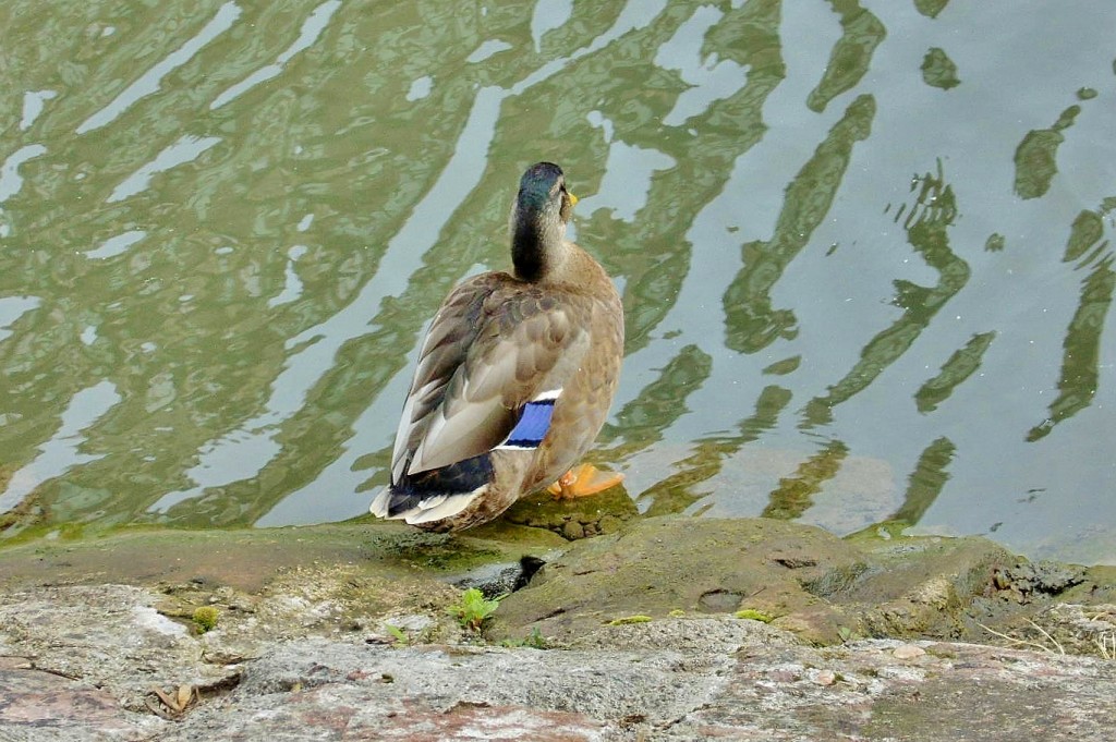 Foto: Patito - Estrasburgo (Alsace), Francia