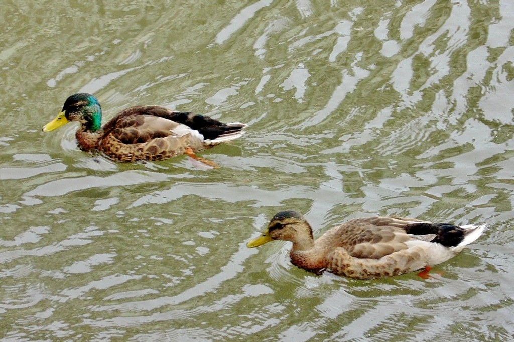 Foto: Patitos - Estrasburgo (Alsace), Francia