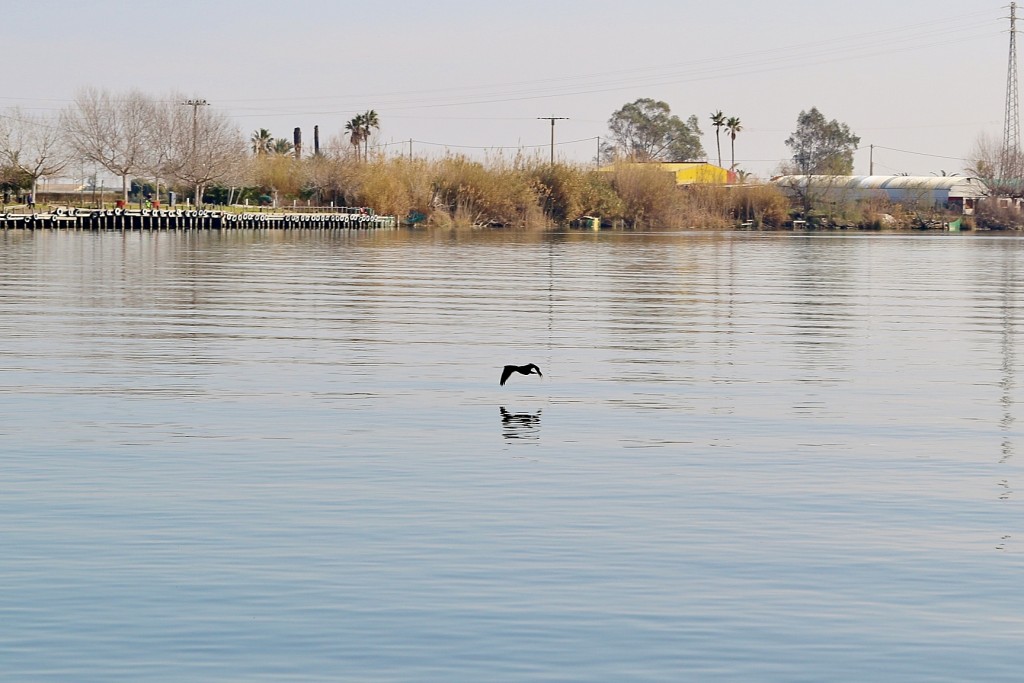 Foto: Navegando por el río Ebro - Deltebre (Tarragona), España