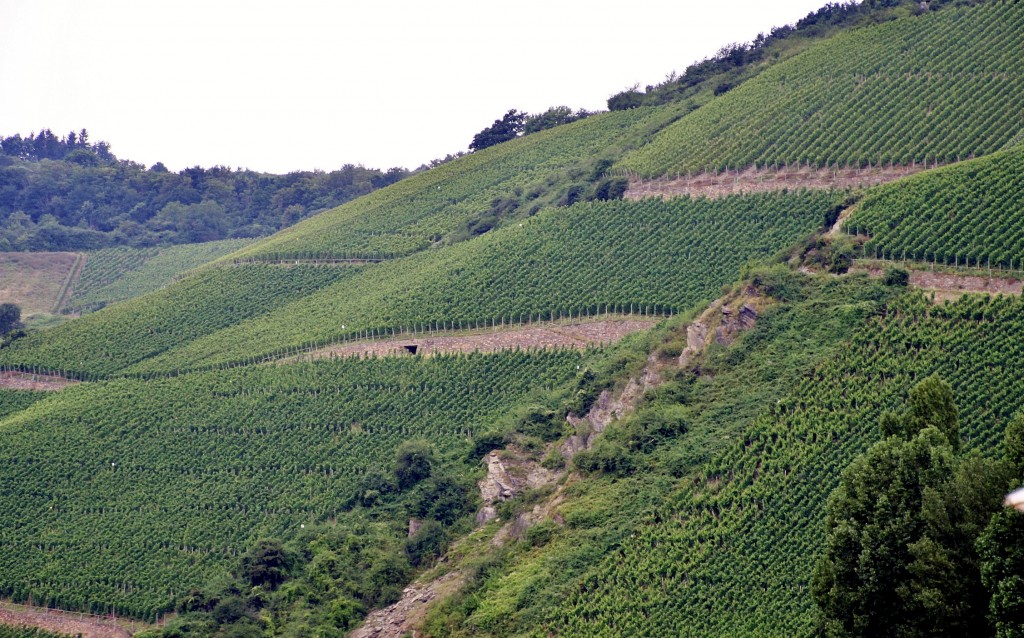 Foto: Viñedos - Osterspai (Rhineland-Palatinate), Alemania