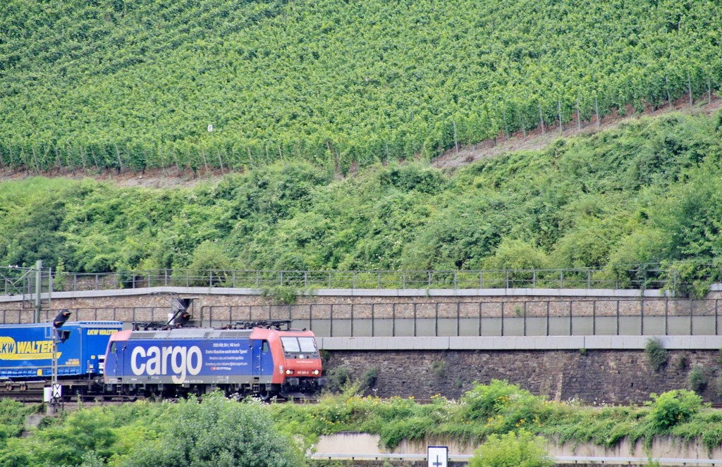 Foto: Viñedos - Boppard (Rhineland-Palatinate), Alemania