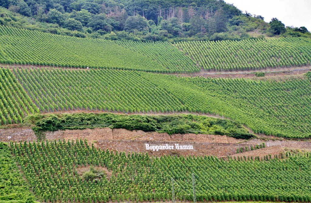 Foto: Viñedos - Boppard (Rhineland-Palatinate), Alemania