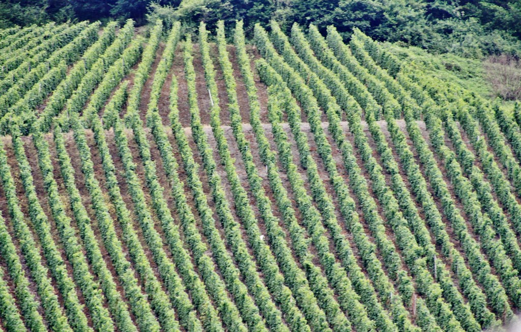 Foto: Viñedos - Boppard (Rhineland-Palatinate), Alemania