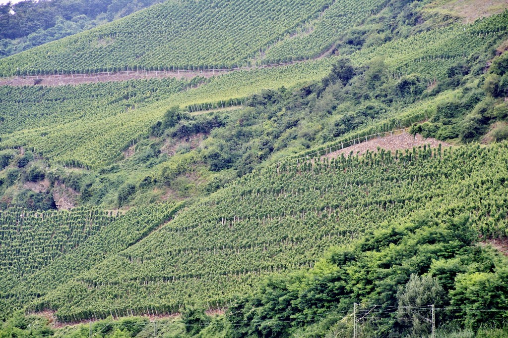 Foto: Viñedos - Osterspai (Rhineland-Palatinate), Alemania