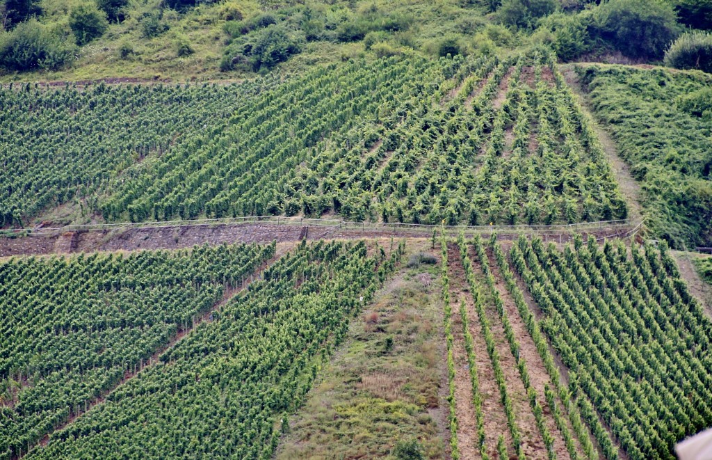 Foto: Viñedos - Boppard (Rhineland-Palatinate), Alemania