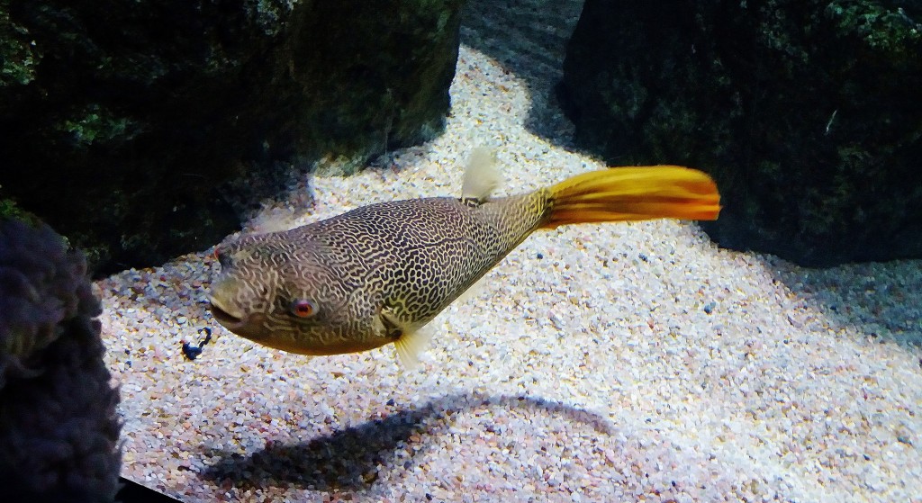 Foto: Acuario - Zaragoza (Aragón), España