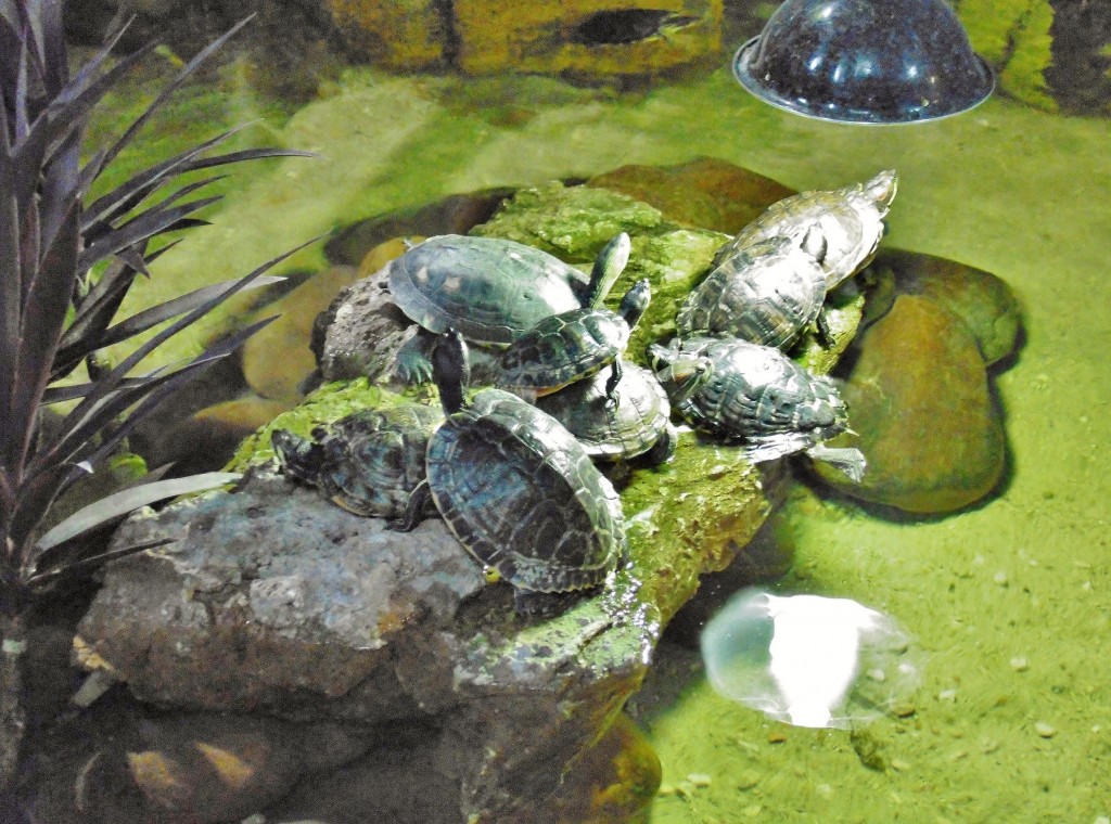 Foto: Acuario - Zaragoza (Aragón), España