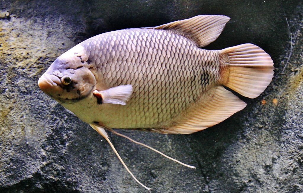 Foto: Acuario - Zaragoza (Aragón), España