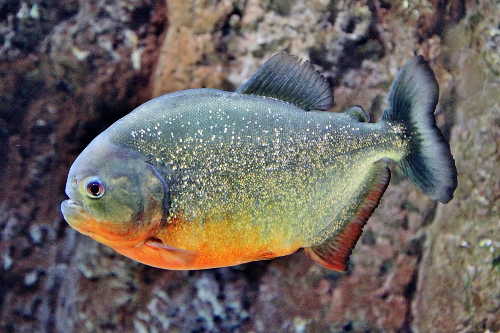 Foto: Acuario - Zaragoza (Aragón), España