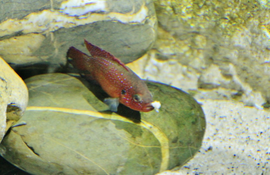 Foto: Acuario - Zaragoza (Aragón), España