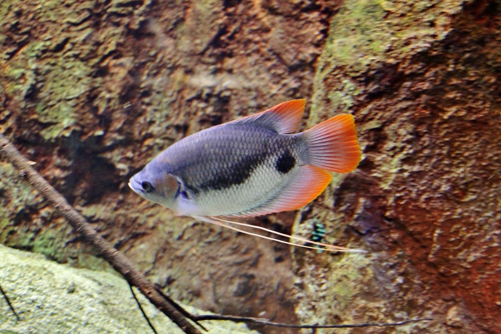 Foto: Acuario - Zaragoza (Aragón), España