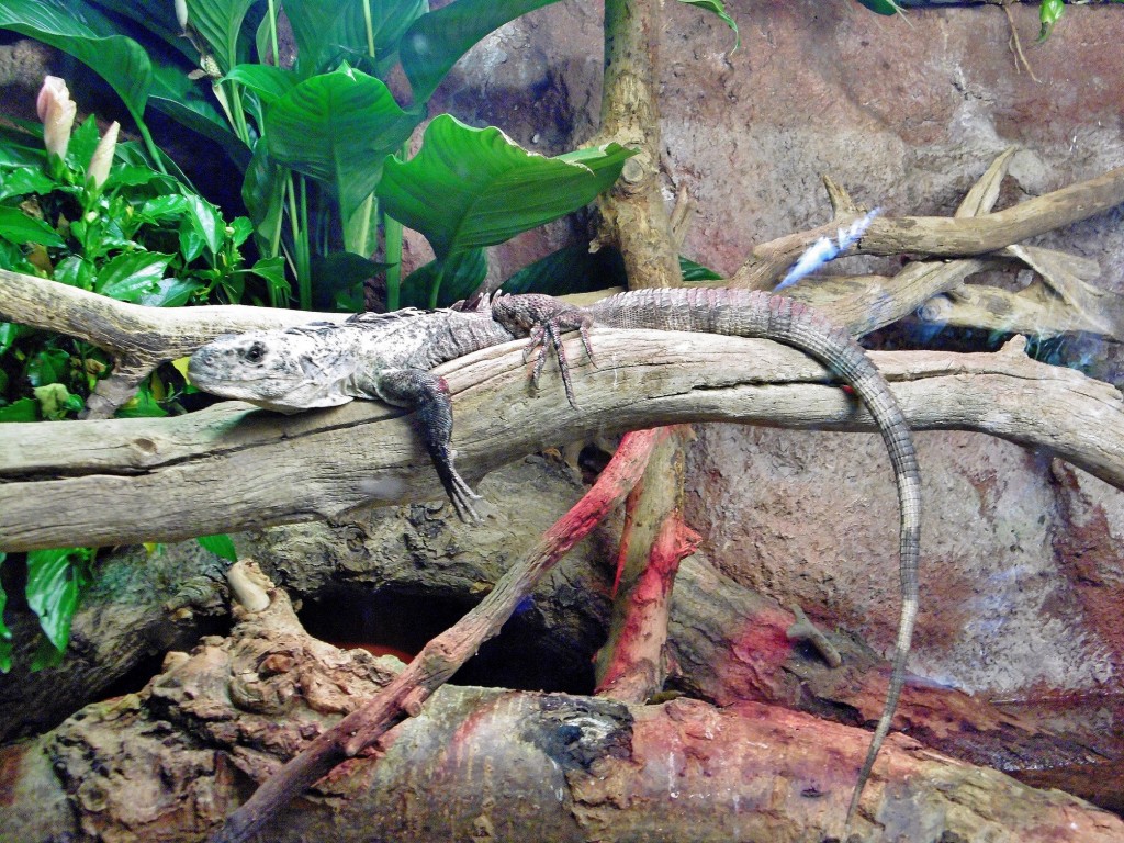 Foto: Acuario - Zaragoza (Aragón), España