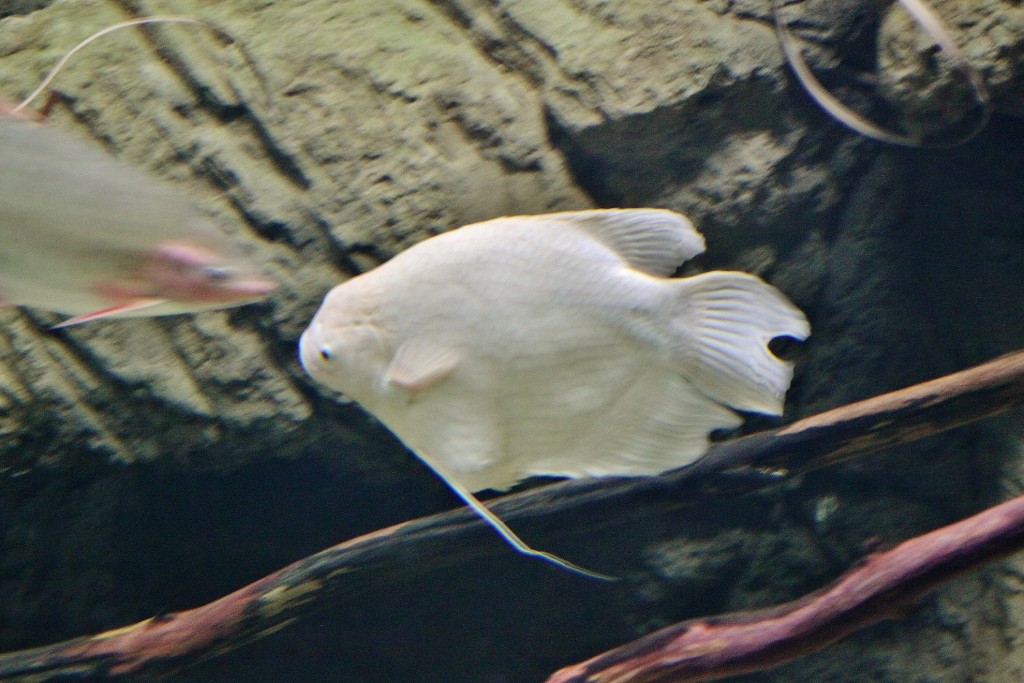 Foto: Acuario - Zaragoza (Aragón), España