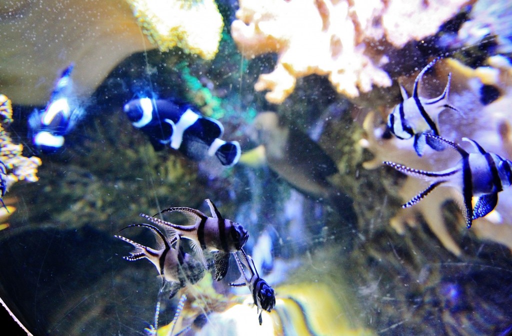 Foto: Acuario - Zaragoza (Aragón), España