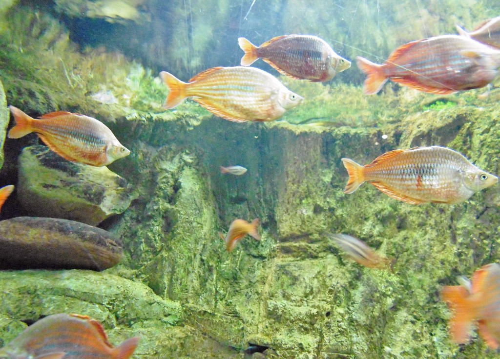 Foto: Acuario - Zaragoza (Aragón), España