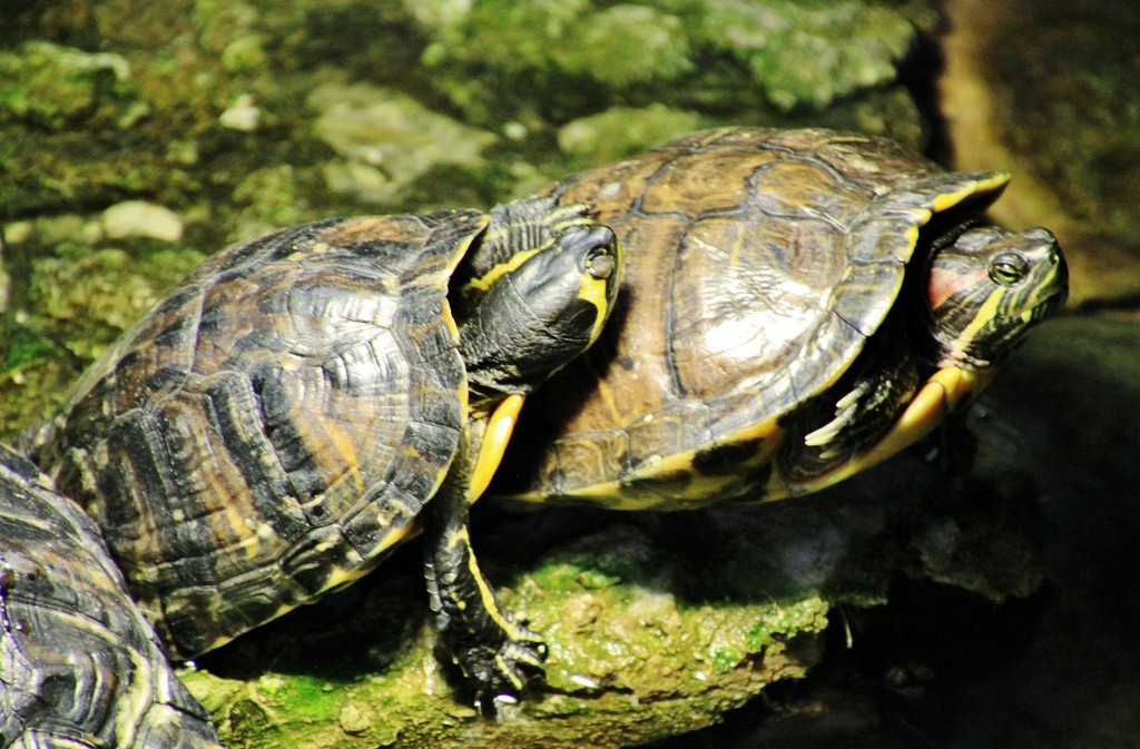 Foto: Acuario - Zaragoza (Aragón), España