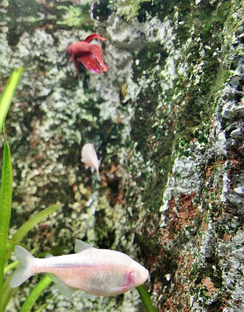 Foto: Acuario - Zaragoza (Aragón), España