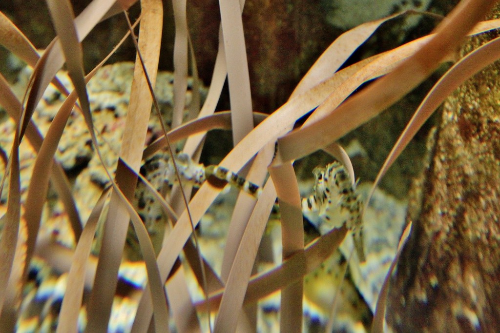 Foto: Acuario - Zaragoza (Aragón), España