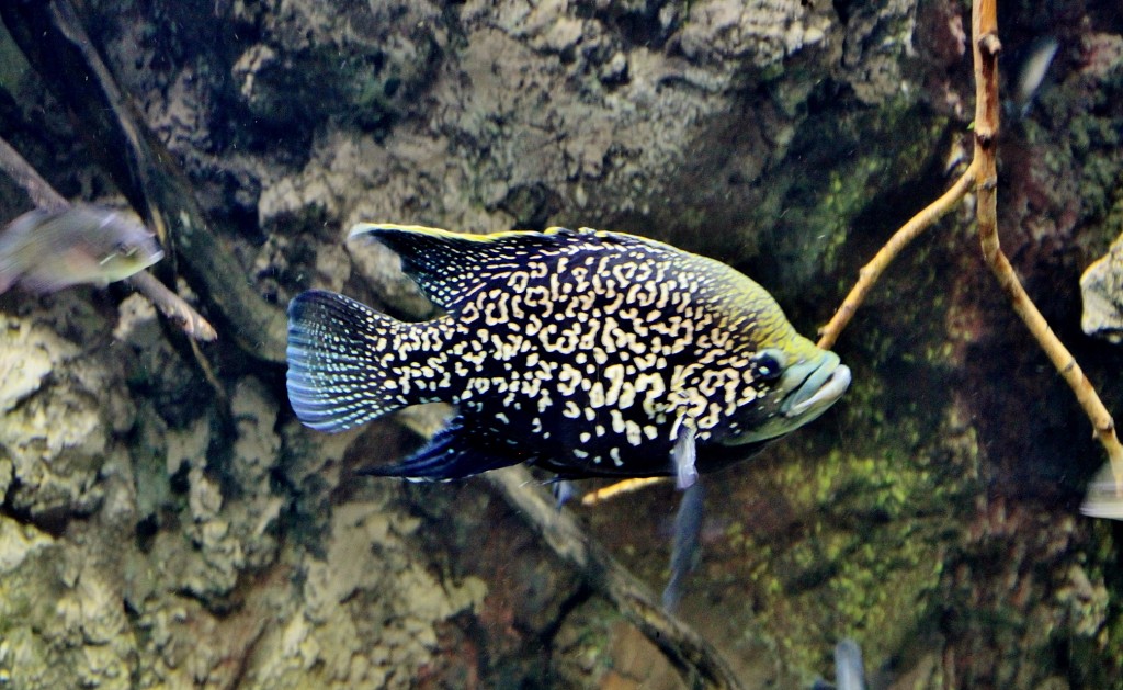 Foto: Acuario - Zaragoza (Aragón), España