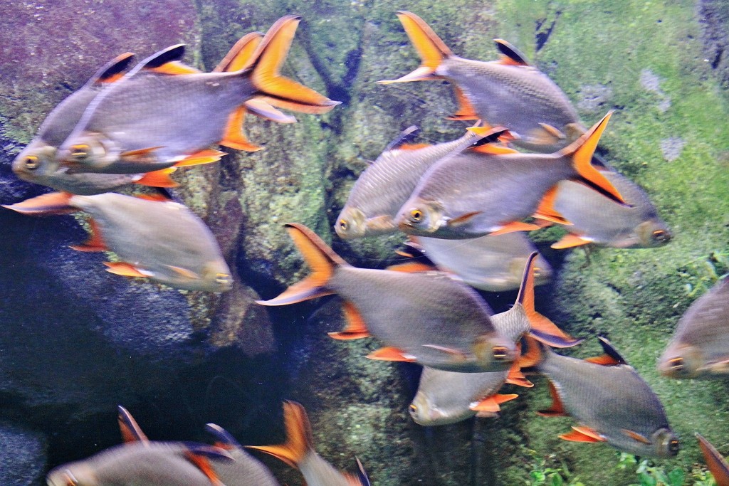 Foto: Acuario - Zaragoza (Aragón), España