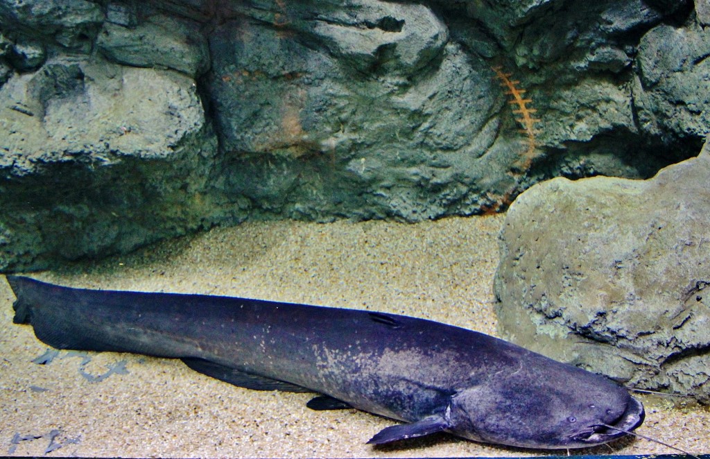 Foto: Acuario - Zaragoza (Aragón), España