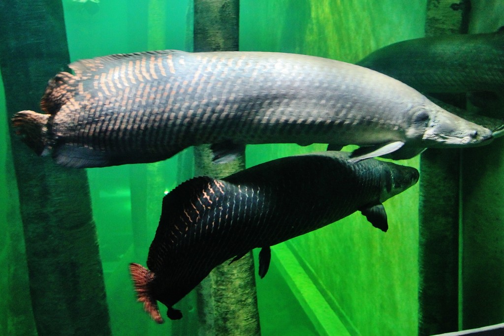 Foto: Acuario - Zaragoza (Aragón), España