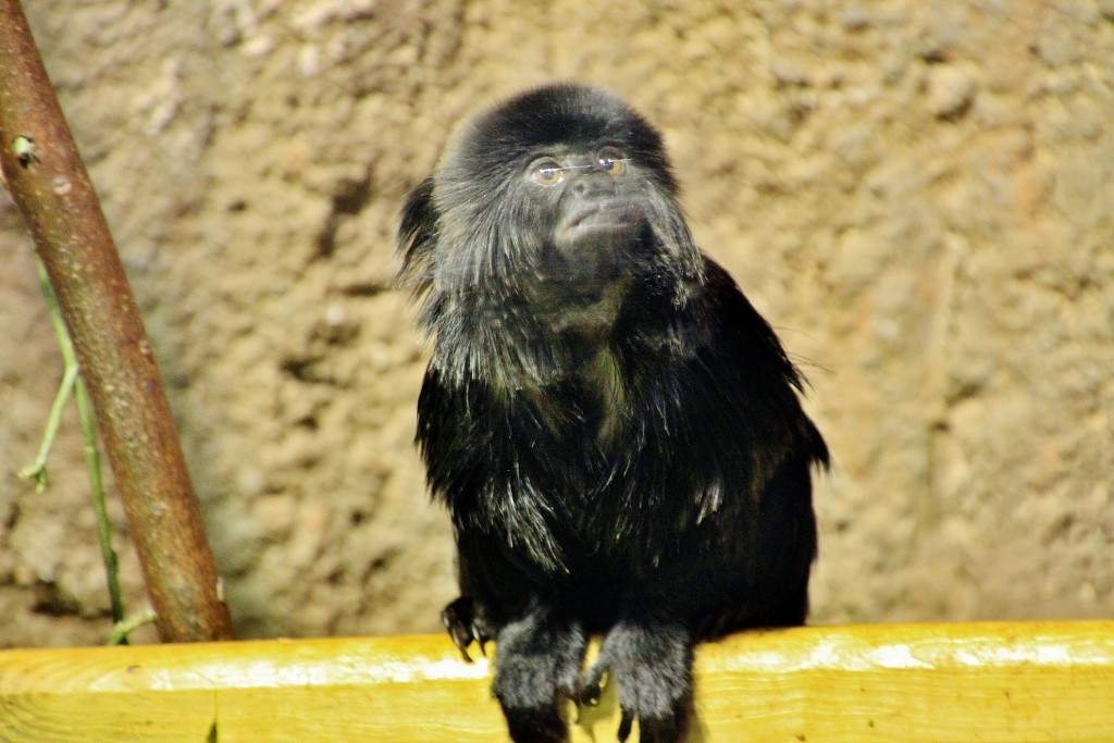 Foto: Acuario - Zaragoza (Aragón), España