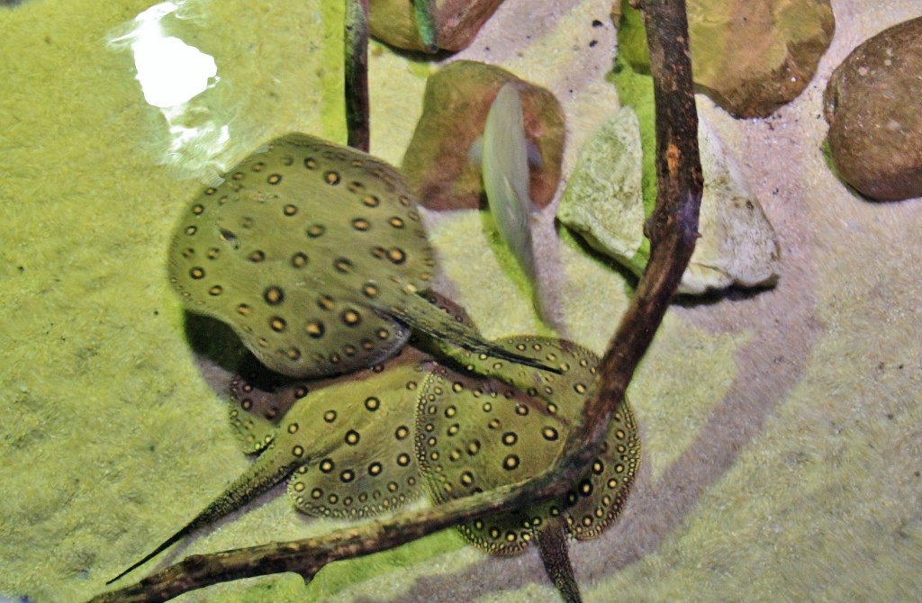 Foto: Acuario - Zaragoza (Aragón), España