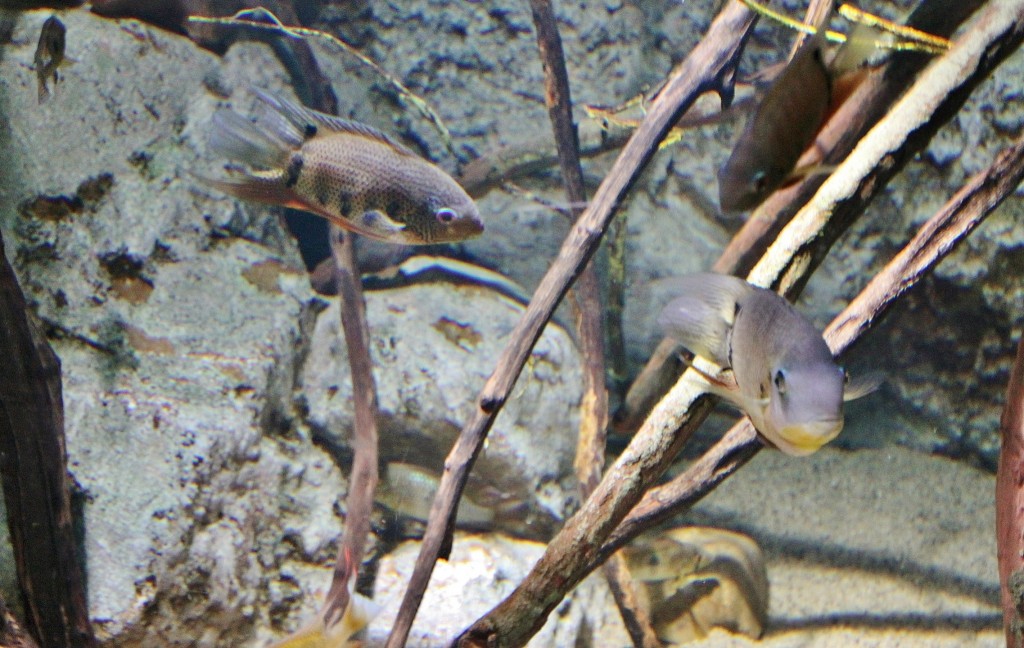 Foto: Acuario - Zaragoza (Aragón), España