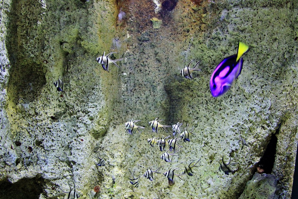 Foto: Acuario - Zaragoza (Aragón), España