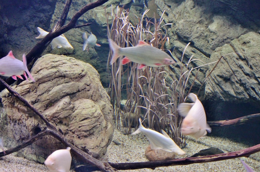 Foto: Acuario - Zaragoza (Aragón), España