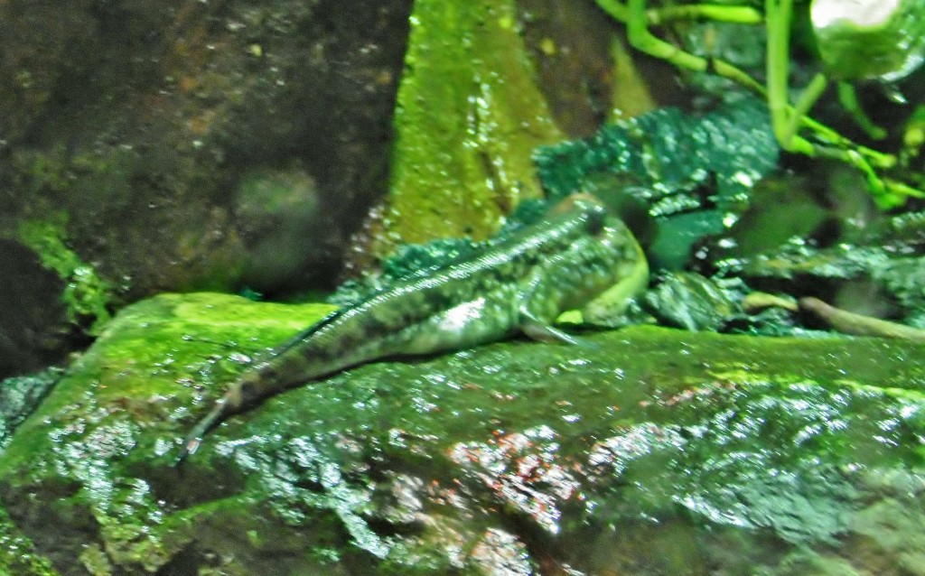 Foto: Acuario - Zaragoza (Aragón), España