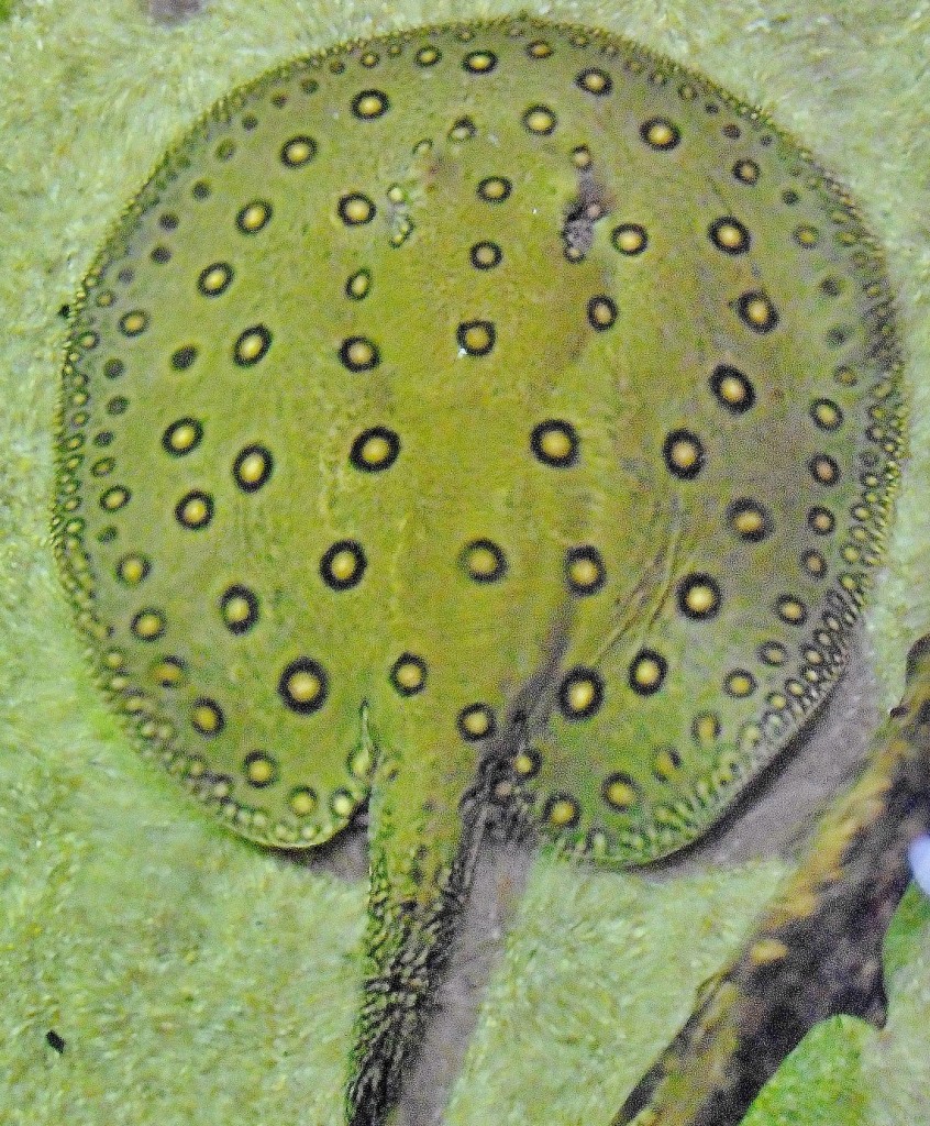 Foto: Acuario - Zaragoza (Aragón), España