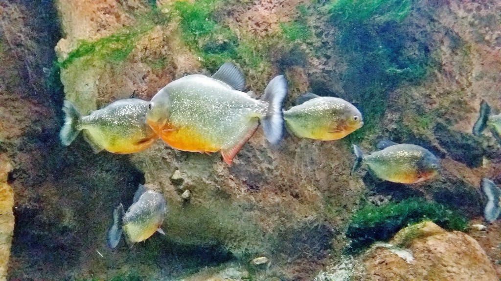 Foto: Acuario - Zaragoza (Aragón), España