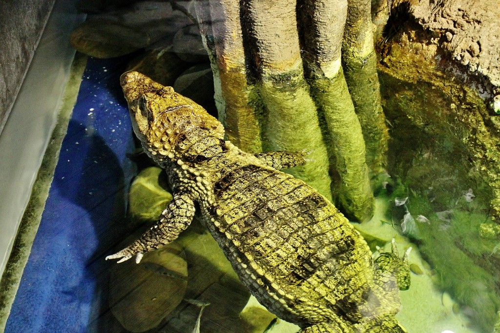 Foto: Acuario - Zaragoza (Aragón), España