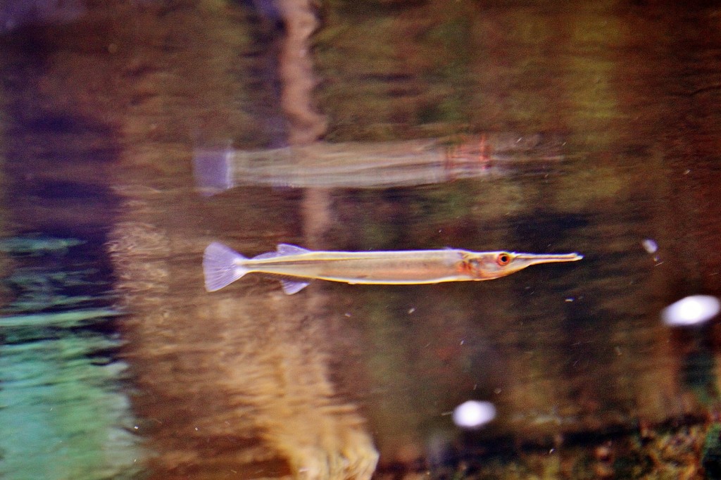 Foto: Acuario - Zaragoza (Aragón), España