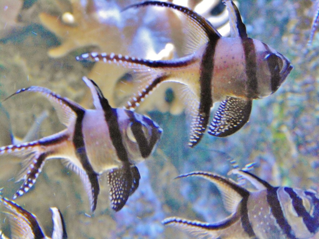 Foto: Acuario - Zaragoza (Aragón), España