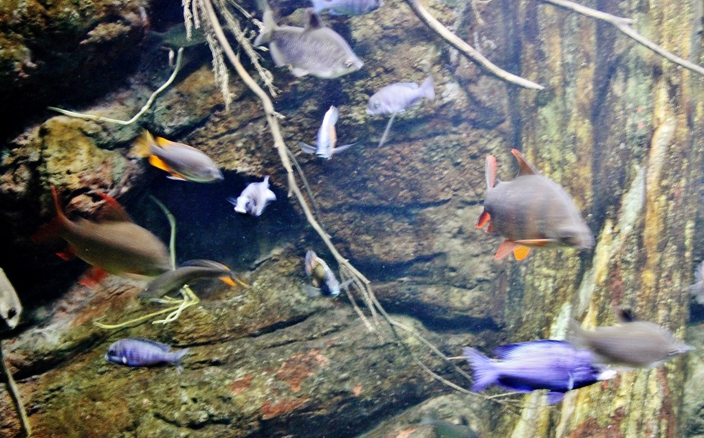 Foto: Acuario - Zaragoza (Aragón), España