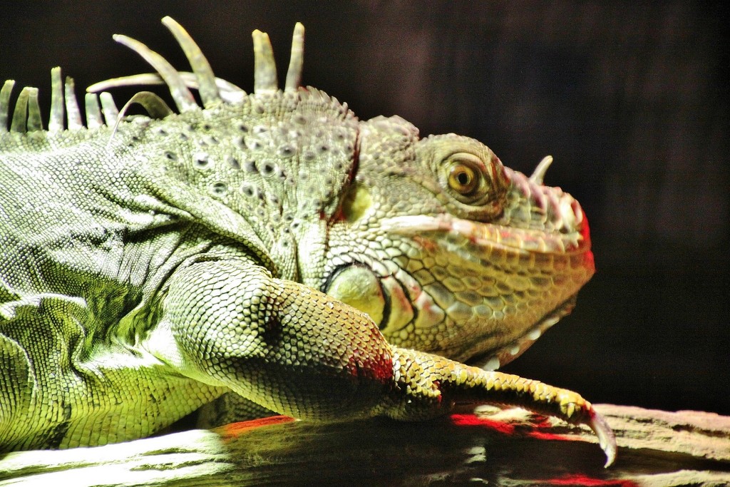 Foto: Acuario - Zaragoza (Aragón), España