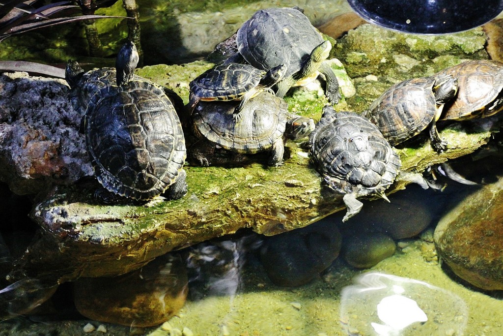 Foto: Acuario - Zaragoza (Aragón), España