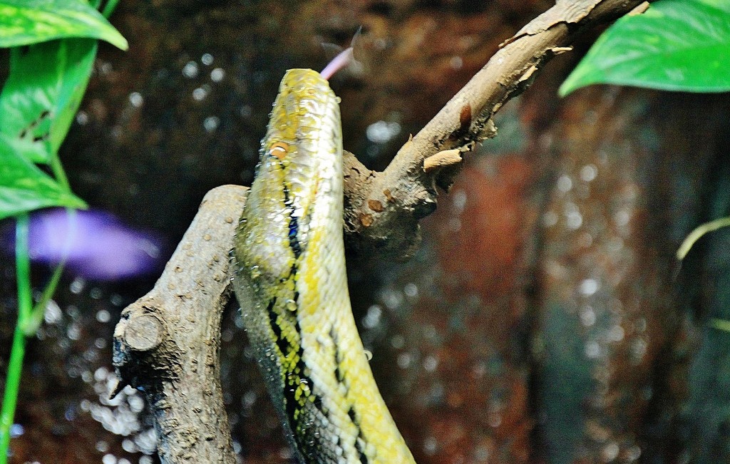 Foto: Acuario - Zaragoza (Aragón), España