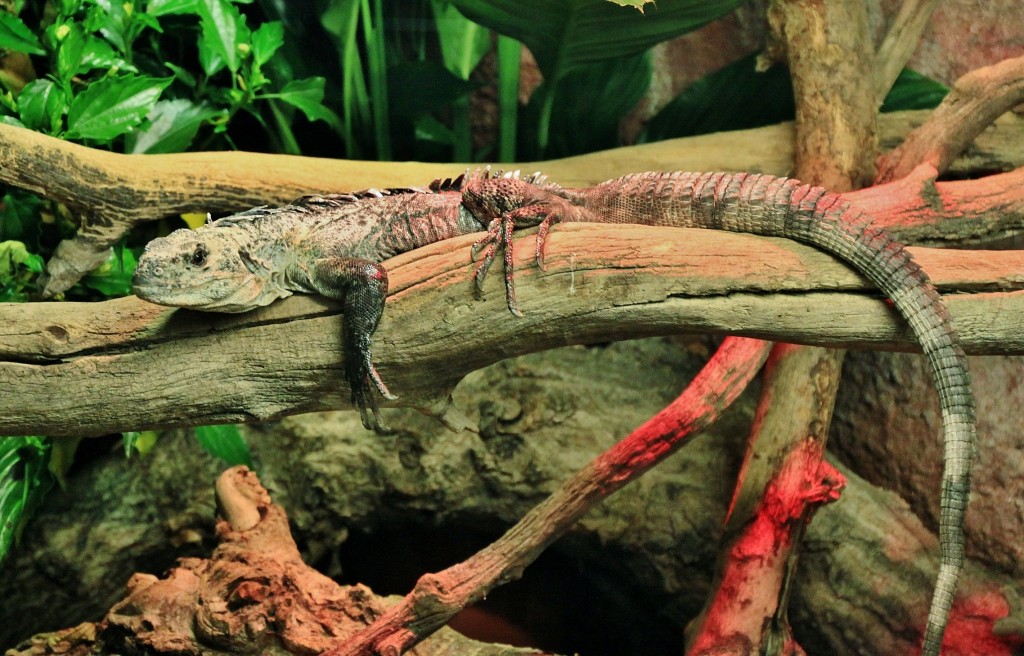 Foto: Acuario - Zaragoza (Aragón), España