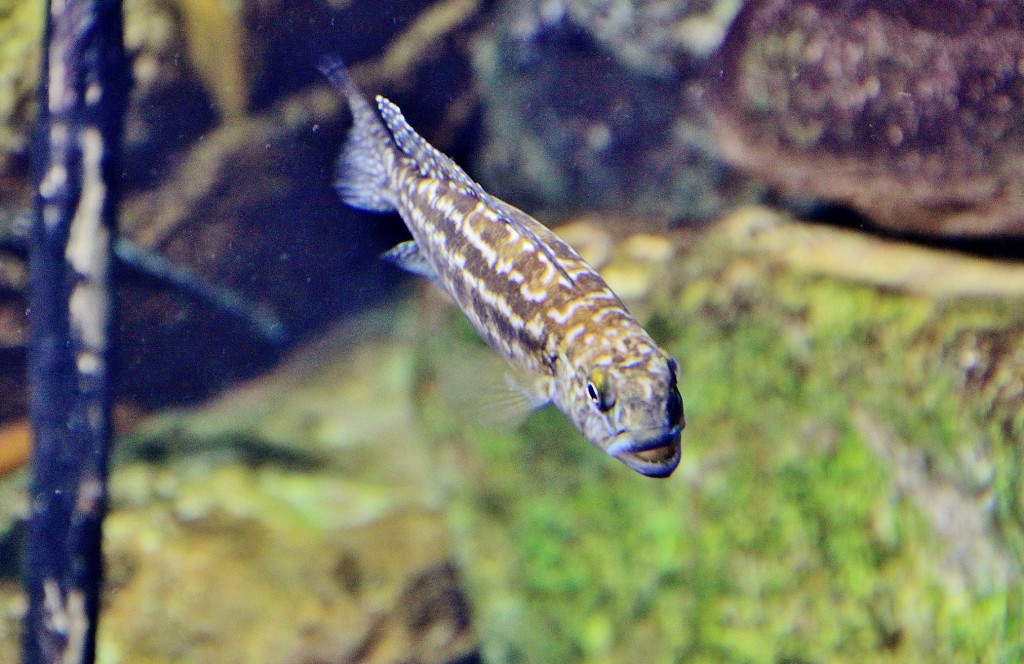 Foto: Acuario - Zaragoza (Aragón), España