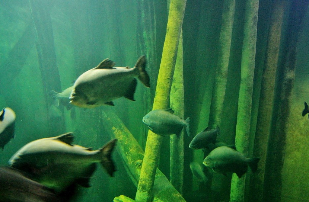 Foto: Acuario - Zaragoza (Aragón), España