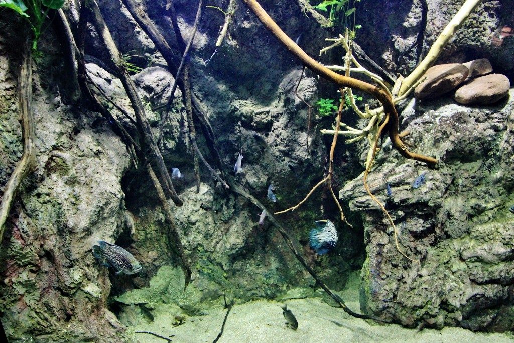 Foto: Acuario - Zaragoza (Aragón), España